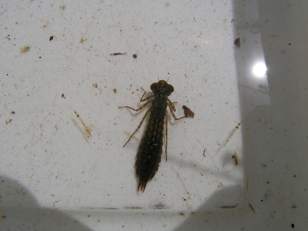 larve waterjuffer 1