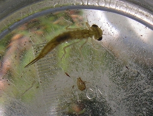 larve waterjuffer