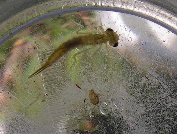 larve waterjuffer