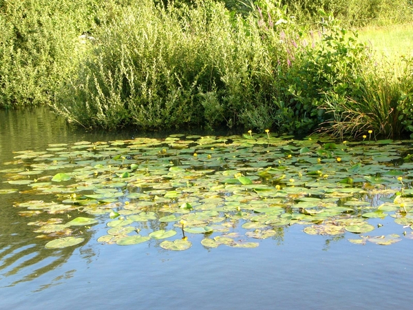 Dessel - Boeretang 06