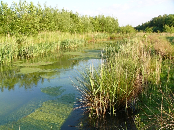 Dessel - Witte Nete 12