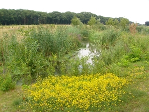 Dessel - Witte Nete 17