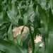 P1290491