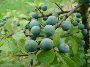 P1290530