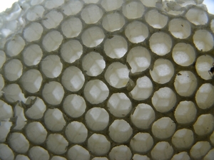 P1290541