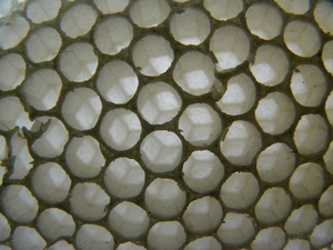 P1290542