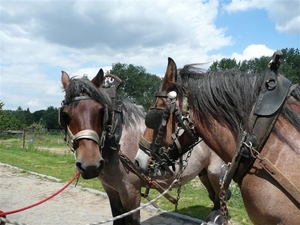 20110702 Vidtsendag 024