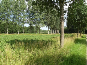 Fel Naturel Lokeren Juli 2011 012