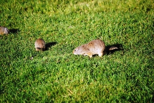 Wombats die onder mijn nachtverblijf huisden