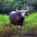 BUFFEL