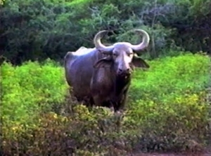 BUFFEL