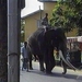 HEILIGE TEMPELOLIFANT