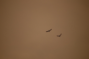 vogels in dolle vlucht