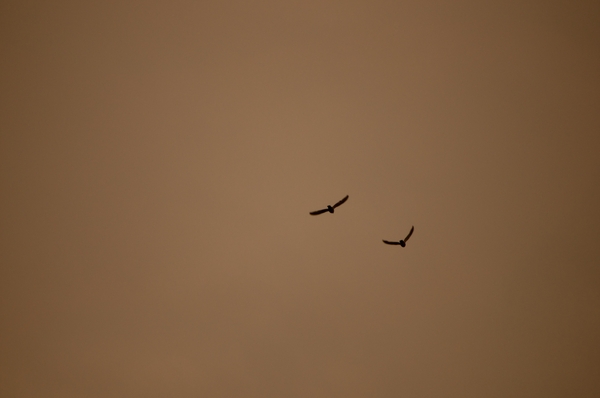 vogels in dolle vlucht