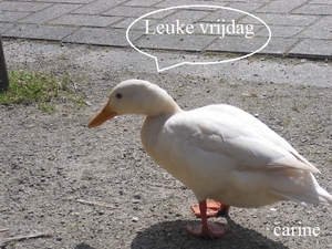 vrijdagseend