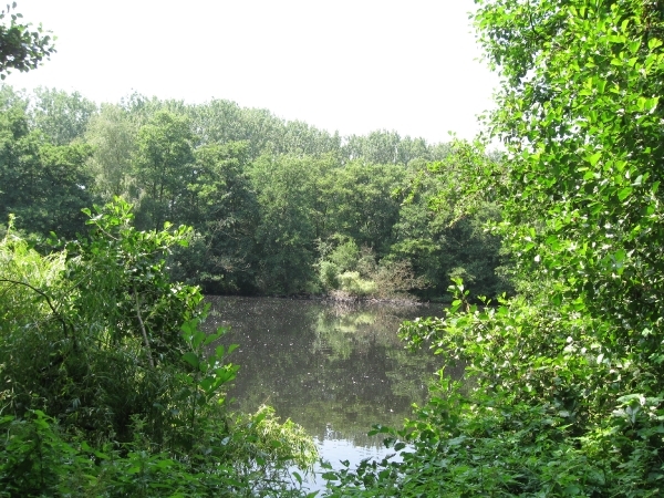 Blaasveld Natuurdomein Het Broek 2011 051