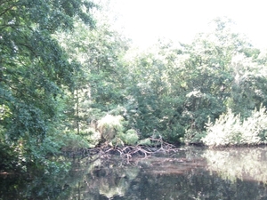 Blaasveld Natuurdomein Het Broek 2011 055