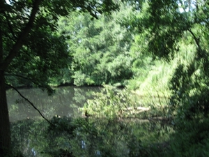 Blaasveld Natuurdomein Het Broek 2011 057