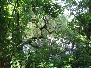 Blaasveld Natuurdomein Het Broek 2011 063