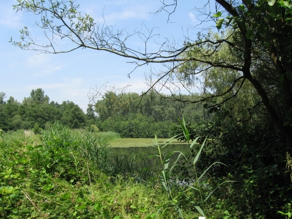 Blaasveld Natuurdomein Het Broek 2011 064