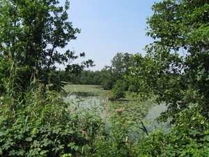 Blaasveld Natuurdomein Het Broek 2011 069