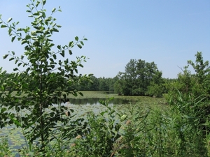 Blaasveld Natuurdomein Het Broek 2011 070