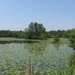 Blaasveld Natuurdomein Het Broek 2011 071