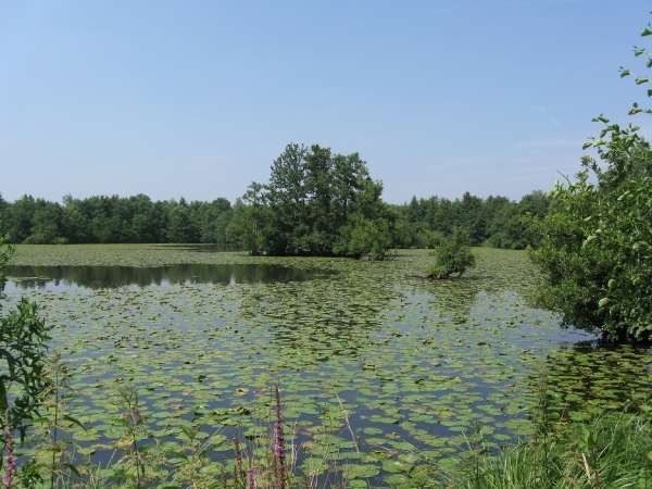 Blaasveld Natuurdomein Het Broek 2011 071