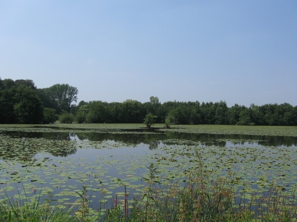 Blaasveld Natuurdomein Het Broek 2011 072