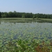 Blaasveld Natuurdomein Het Broek 2011 073