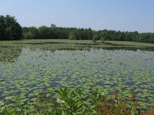 Blaasveld Natuurdomein Het Broek 2011 073