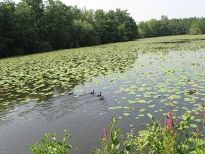 Blaasveld Natuurdomein Het Broek 2011 074