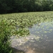 Blaasveld Natuurdomein Het Broek 2011 075