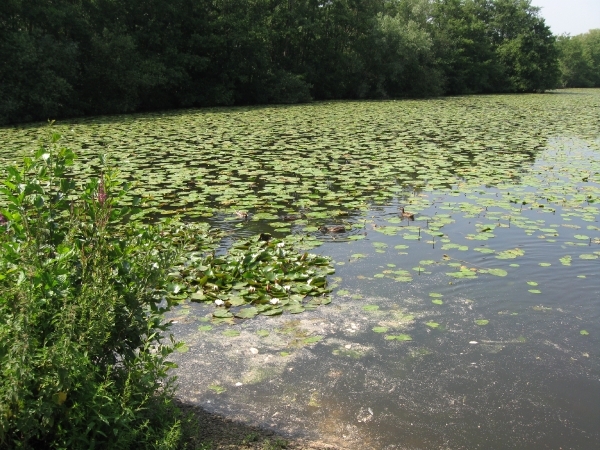 Blaasveld Natuurdomein Het Broek 2011 075