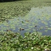 Blaasveld Natuurdomein Het Broek 2011 076