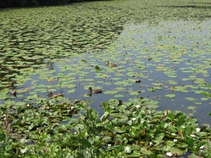 Blaasveld Natuurdomein Het Broek 2011 076