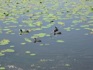 Blaasveld Natuurdomein Het Broek 2011 077