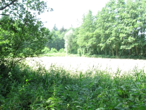 Blaasveld Natuurdomein Het Broek 2011 079