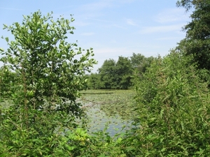 Blaasveld Natuurdomein Het Broek 2011 082