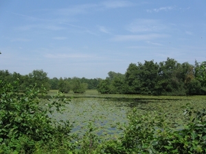 Blaasveld Natuurdomein Het Broek 2011 083