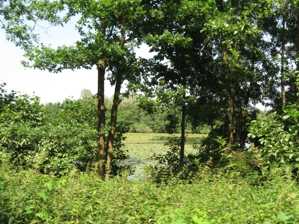 Blaasveld Natuurdomein Het Broek 2011 084