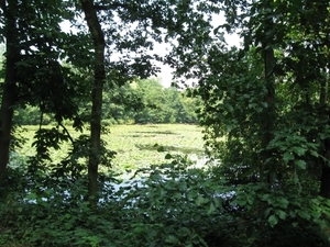 Blaasveld Natuurdomein Het Broek 2011 087