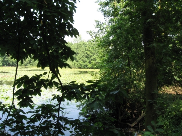 Blaasveld Natuurdomein Het Broek 2011 088