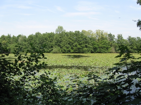 Blaasveld Natuurdomein Het Broek 2011 090