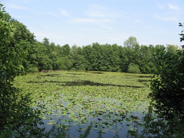 Blaasveld Natuurdomein Het Broek 2011 091