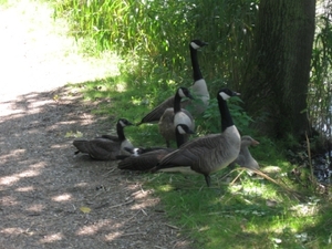 Blaasveld broek 028