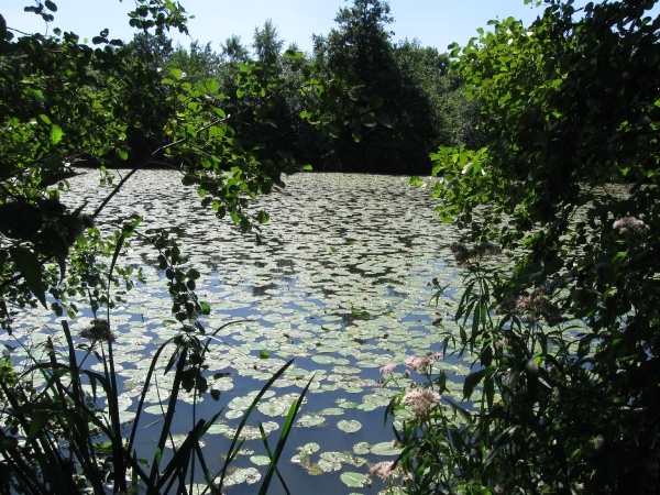 Blaasveldbroek en hazewinkel 2012 006