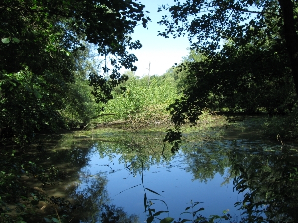 Blaasveldbroek en hazewinkel 2012 008