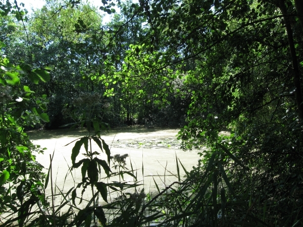 Blaasveldbroek en hazewinkel 2012 009