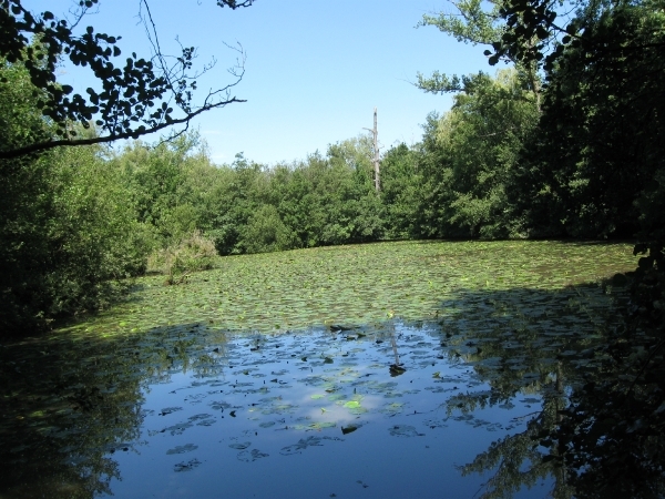 Blaasveldbroek en hazewinkel 2012 010